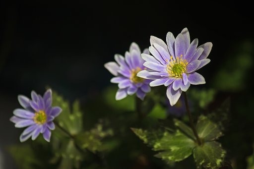鉢植えユキワリイチゲ