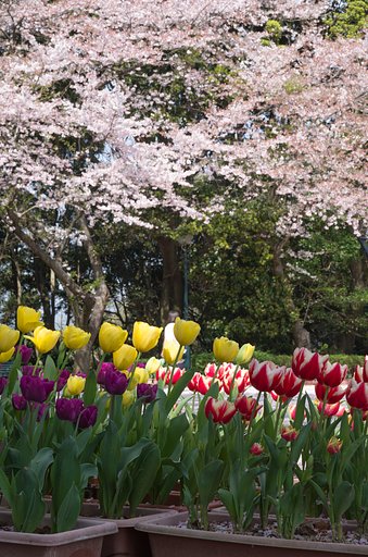 名残桜