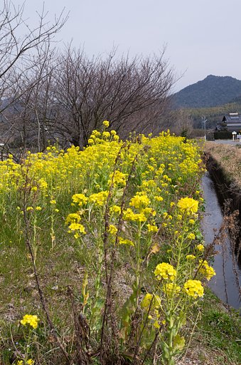 用水路