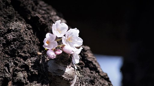 桜を探して・・・