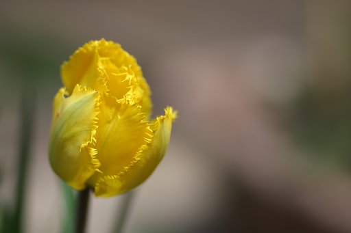 開花！