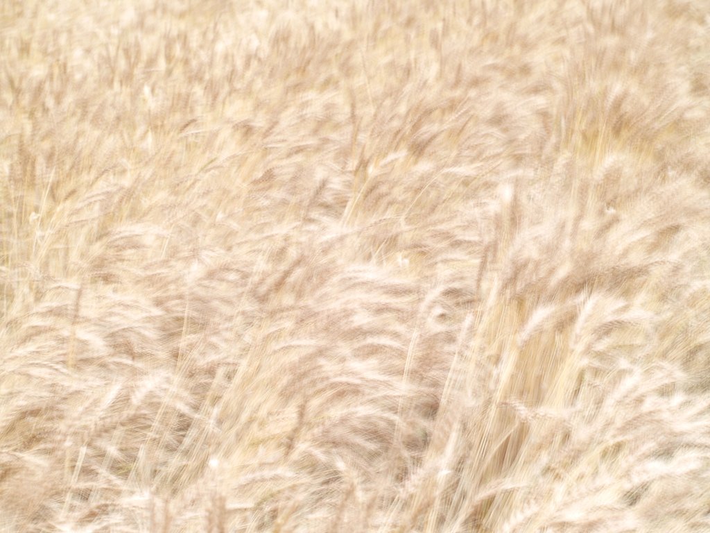 麦秋