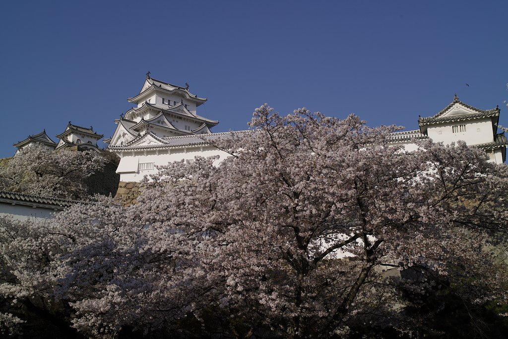 今しばらくお城の桜を