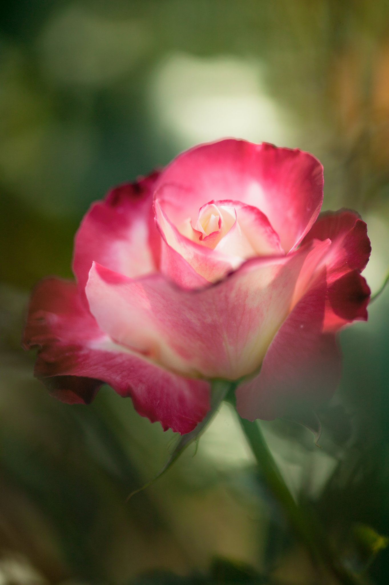 Y/C　MP100mmF2.8