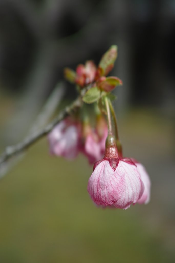 まもなく桜シーズン