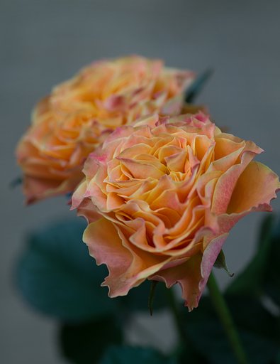SIGMA MACRO 70mm F2.8