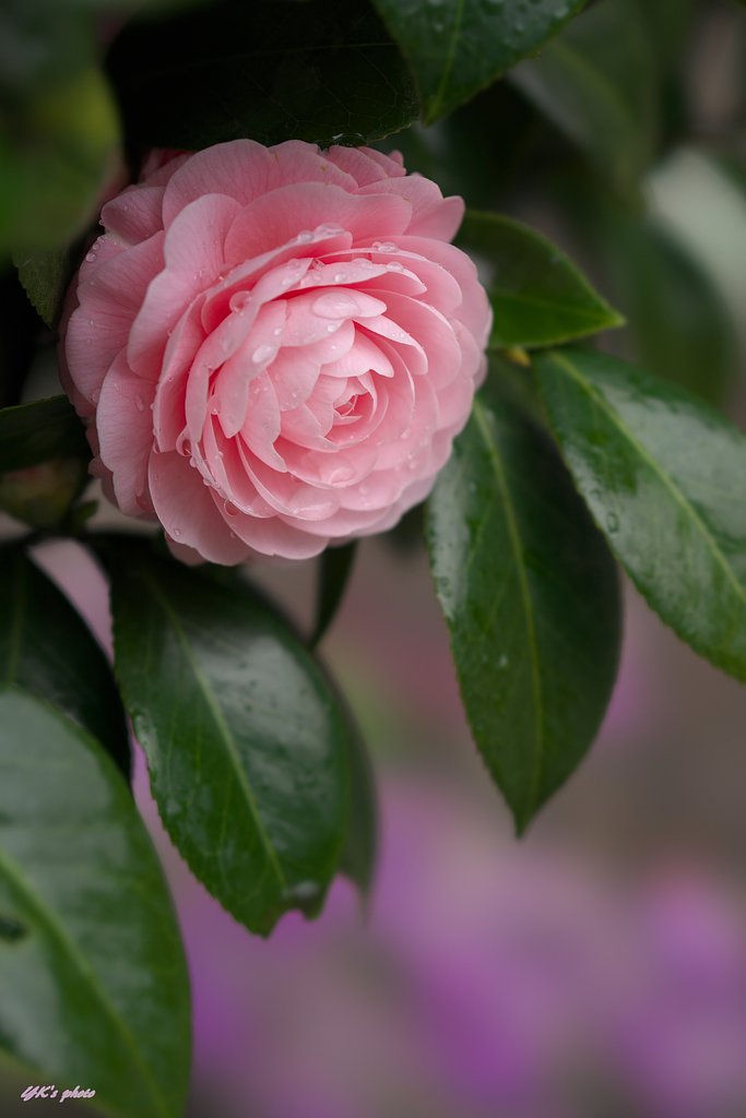 FE100mm F2.8 STF GM OSS