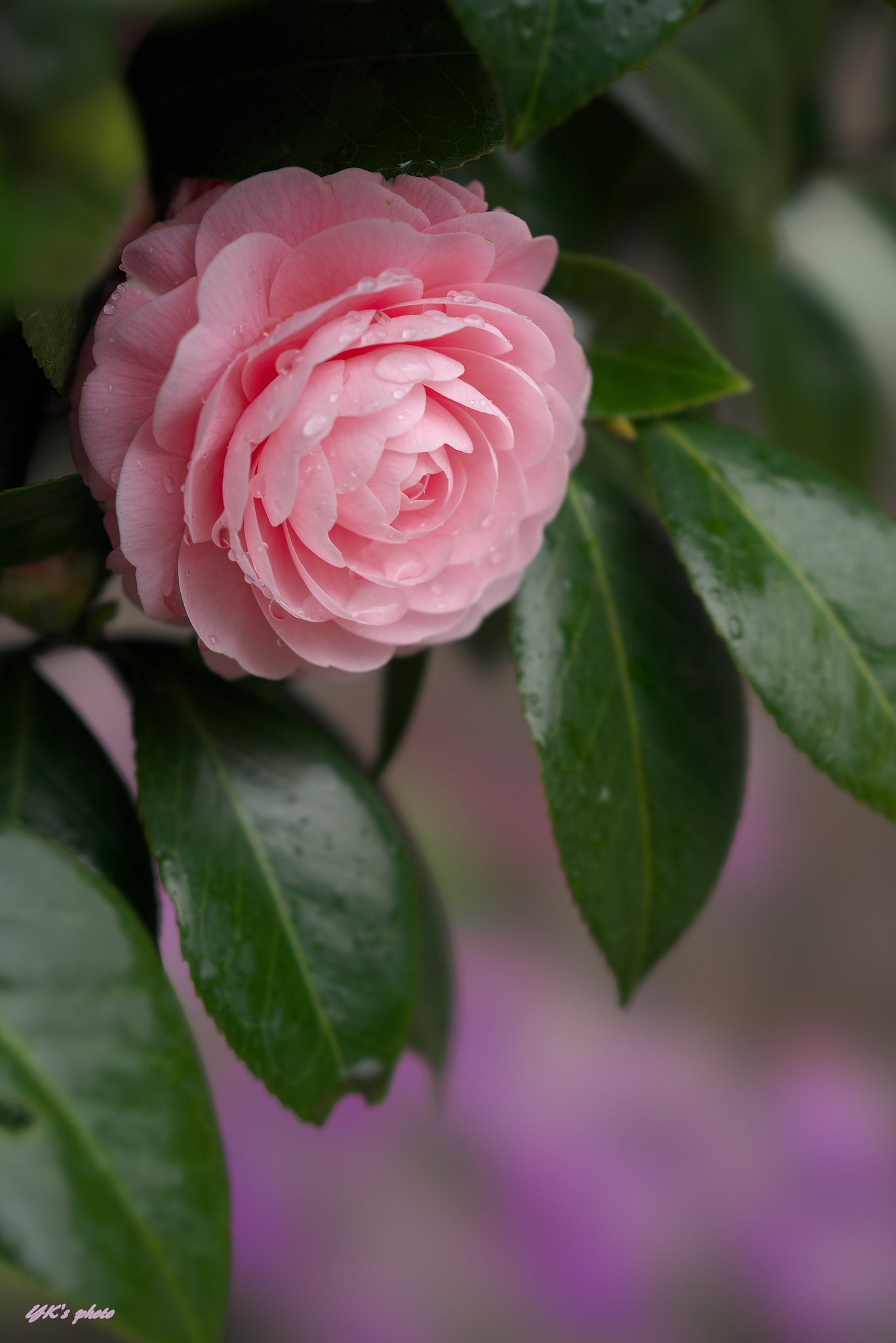 FE100mm F2.8 STF GM OSS
