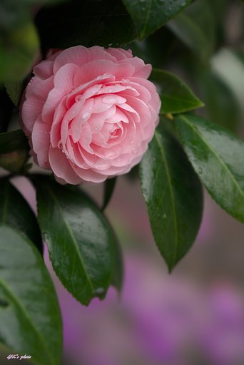 FE100mm F2.8 STF GM OSS