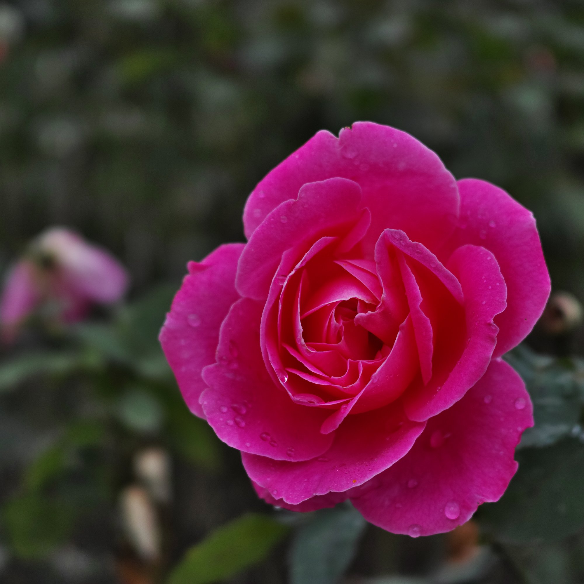 Sigma dp2 quattro 付属レンズ