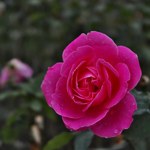 Sigma dp2 quattro 付属レンズ