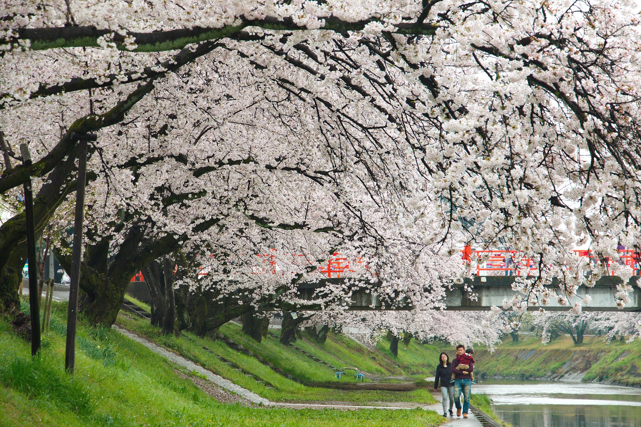 新境川堤の桜並木