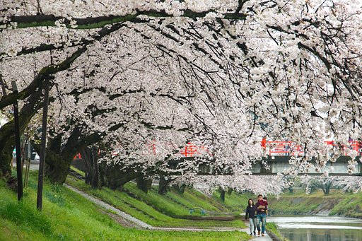新境川堤の桜並木