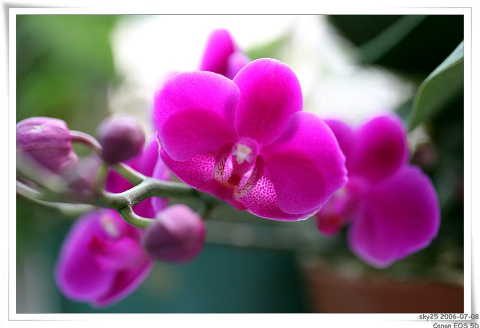orchid blossoms