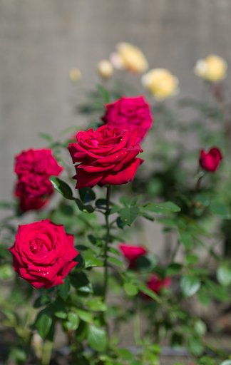 SIGMA 30mm F1.4 DC HSM