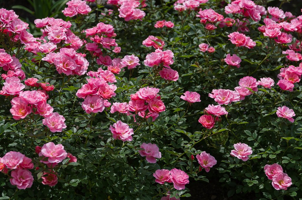 SIGMA 17-50mm F2.8 EX DC HSM 