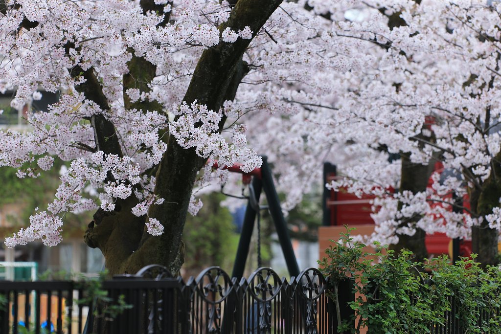 幼稚園の桜