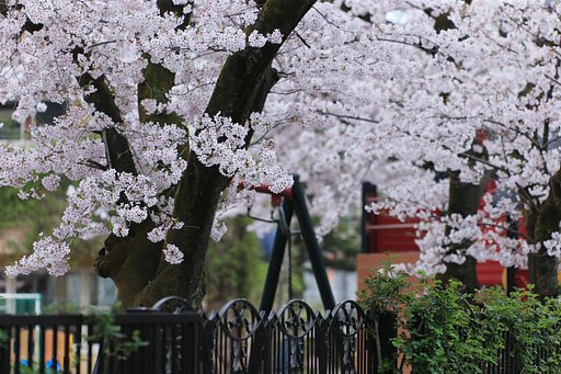 幼稚園の桜