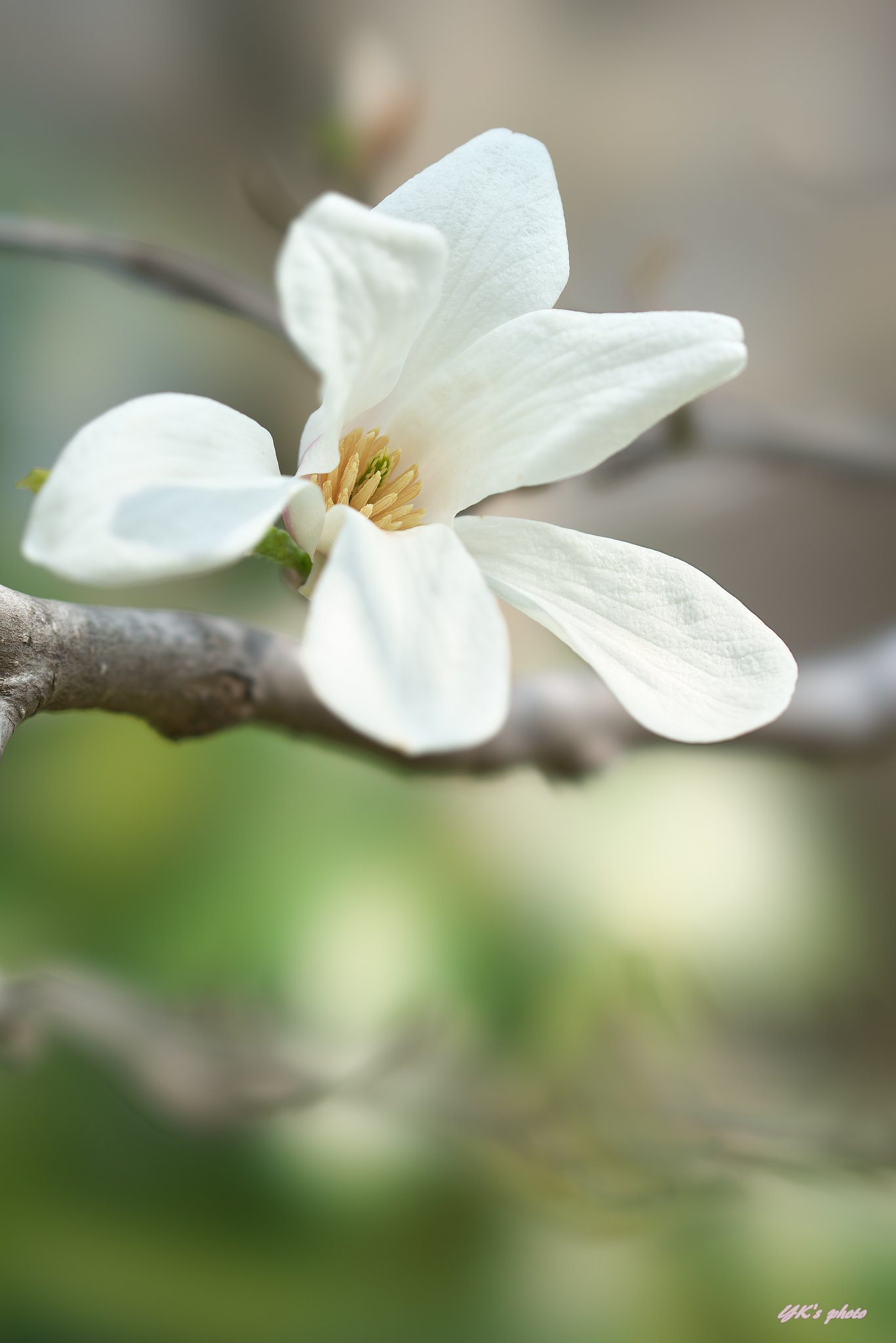 FE100mm F2.8 STF GM OSS