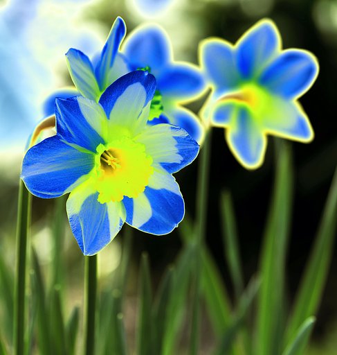 庭の花