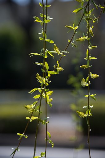 AF-S NIKKOR 24-120mm F4G ED VR