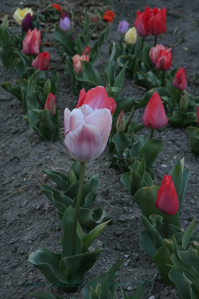 開花でしょうか？