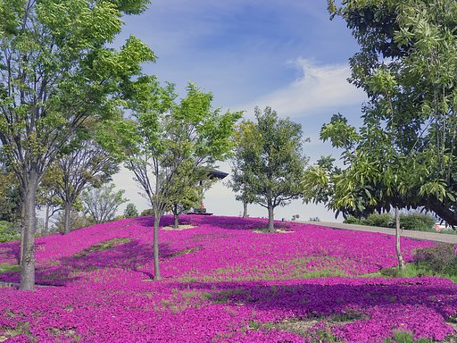 芝桜めぐり