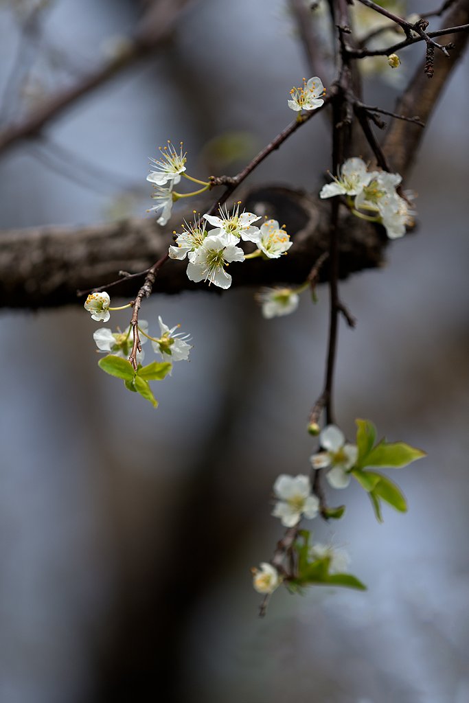 EF180mm F3.5 L MACRO