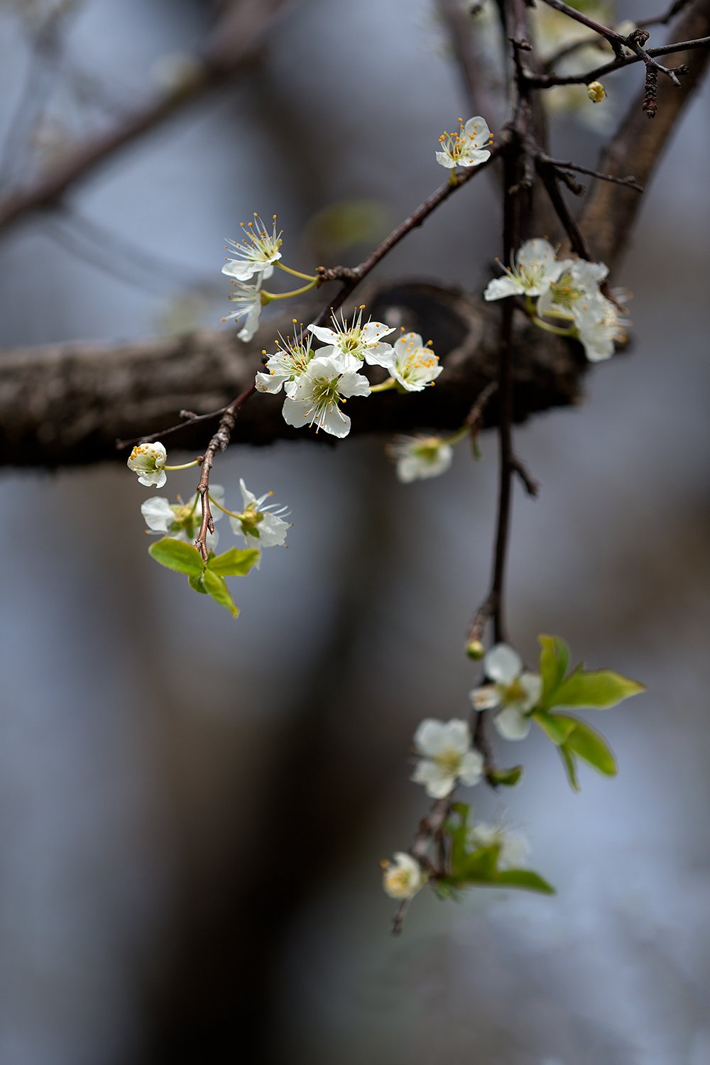 EF180mm F3.5 L MACRO