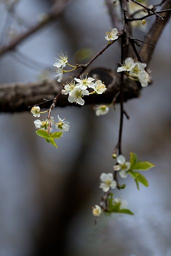 EF180mm F3.5 L MACRO
