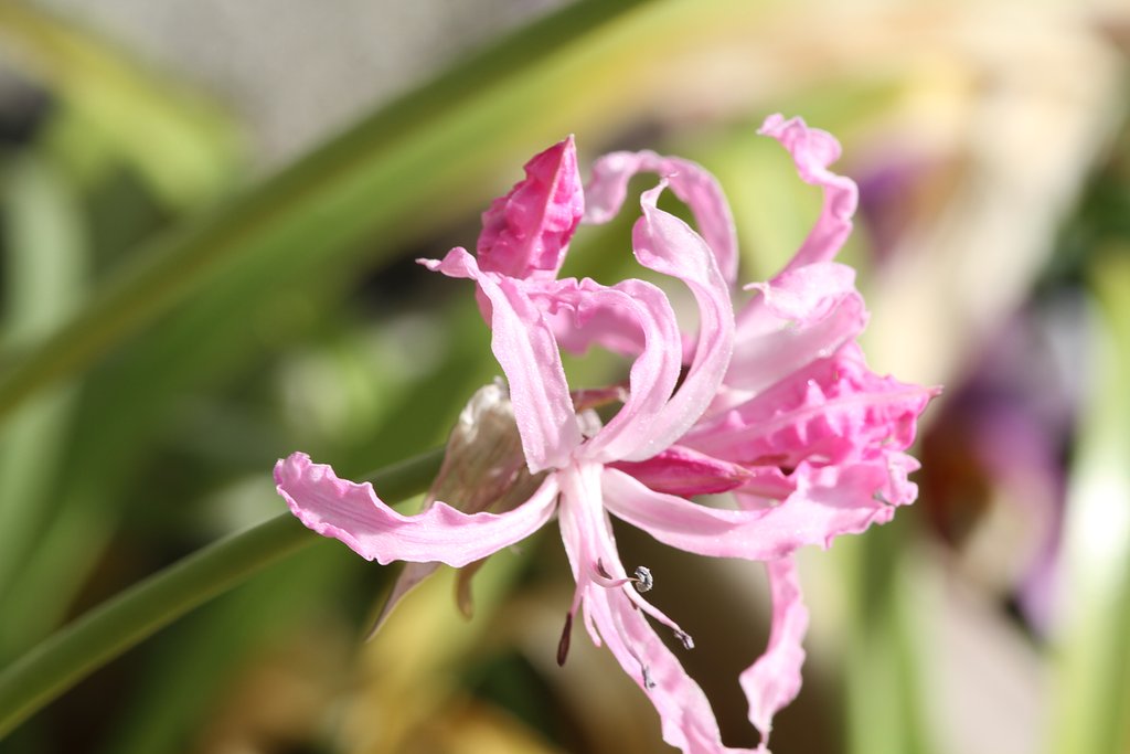 Canon  EF３00㎜ｆ/4 usm+tube44mm　