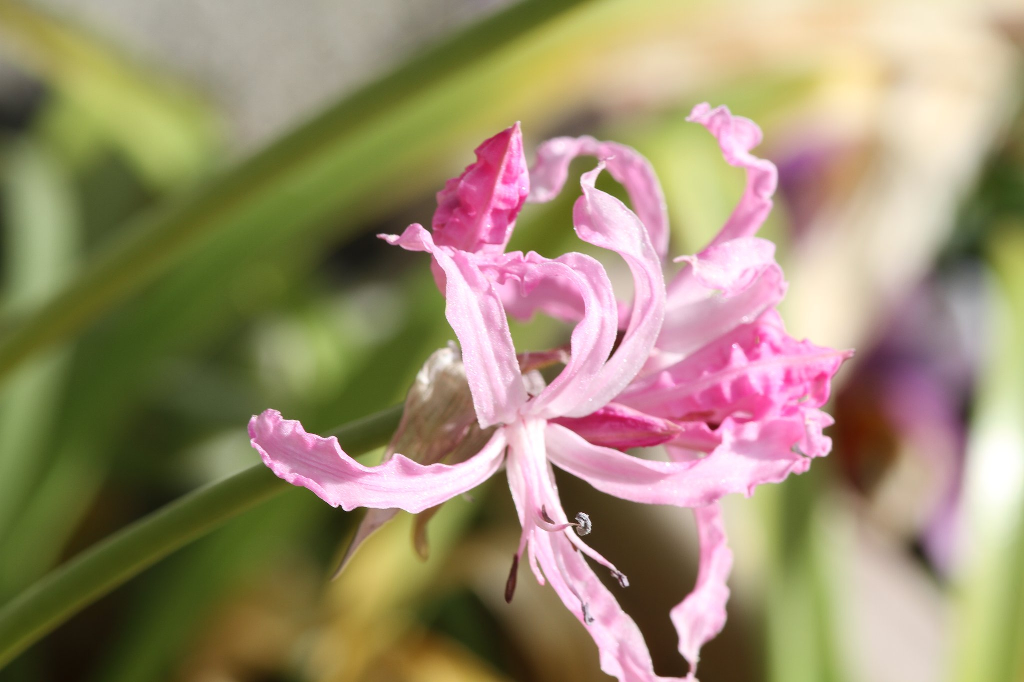Canon  EF３00㎜ｆ/4 usm+tube44mm　