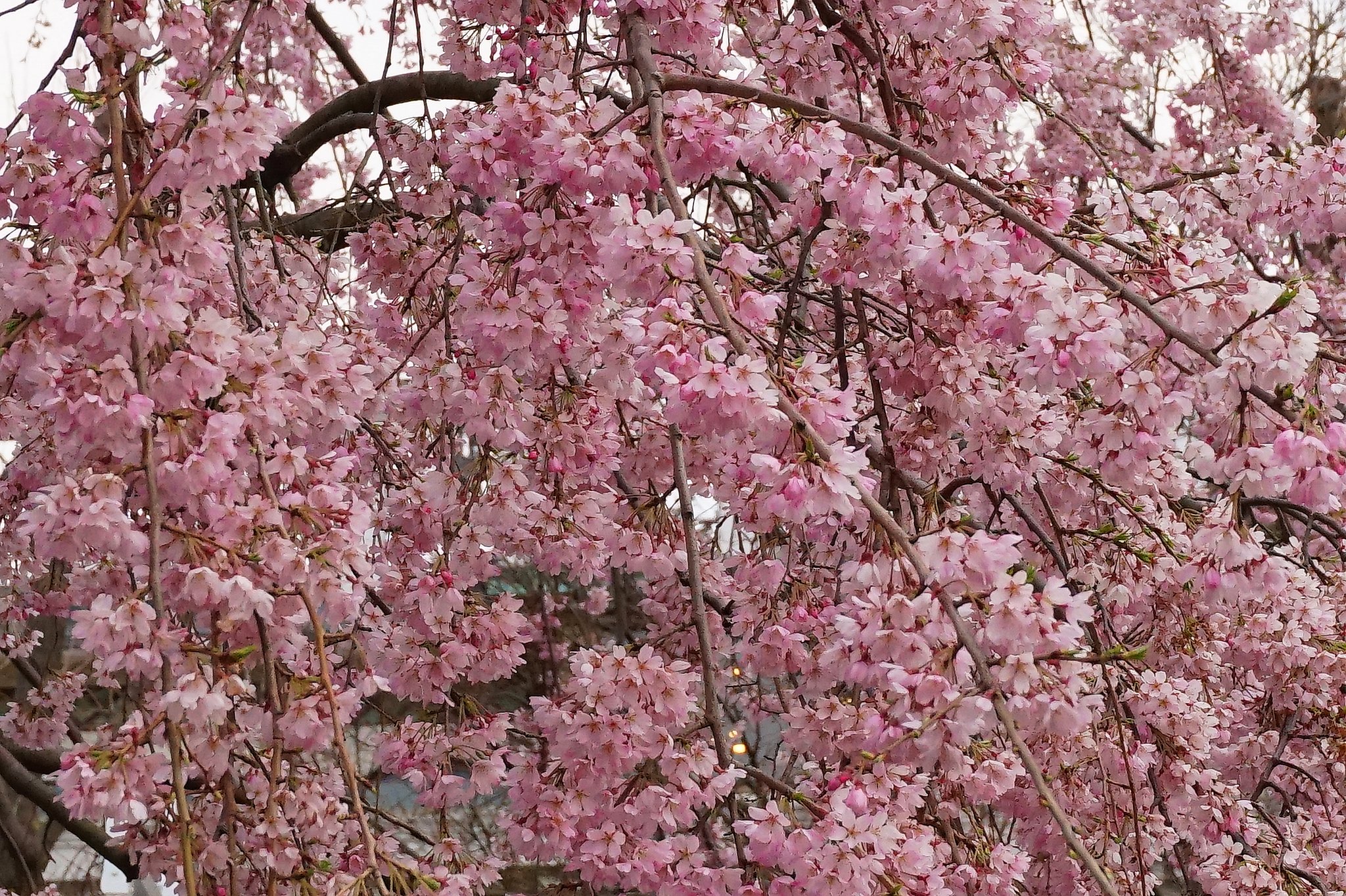 やっとシダレ桜・満開