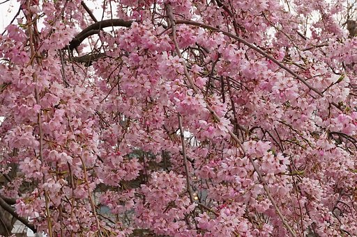 やっとシダレ桜・満開