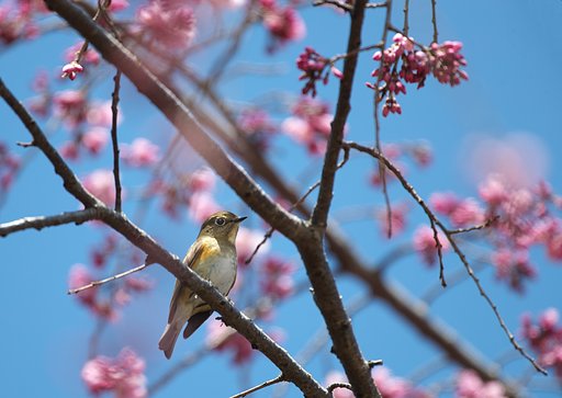 枝垂れ花鳥