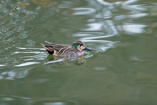 トモエガモ