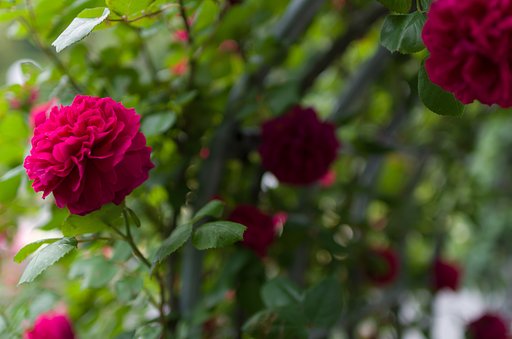 SIGMA 30mm F1.4 DC HSM