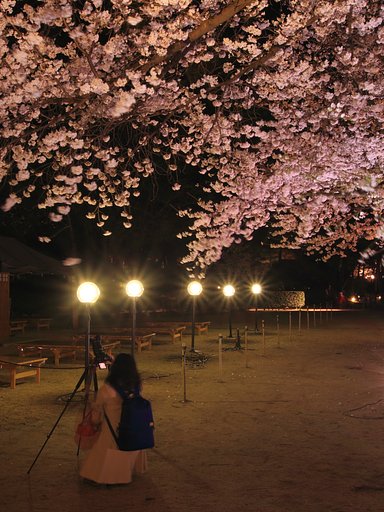 美女と夜桜