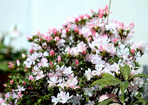 鉢植えのアザレア
