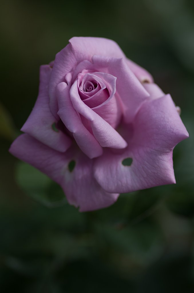 PENTAX-D FA MACRO 100mm F2.8