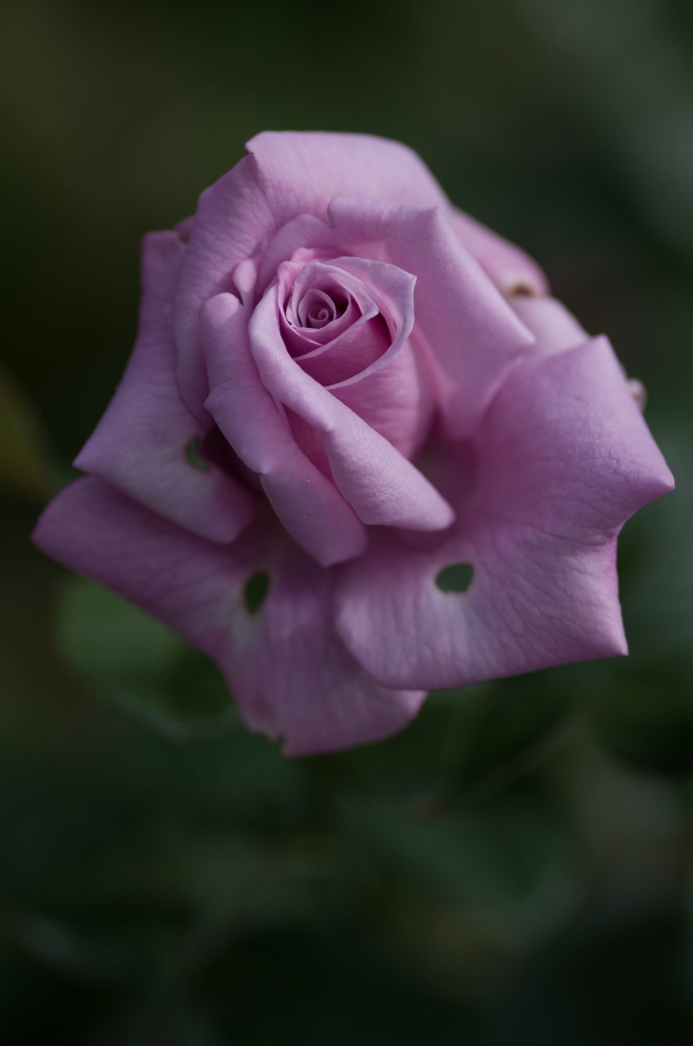 PENTAX-D FA MACRO 100mm F2.8
