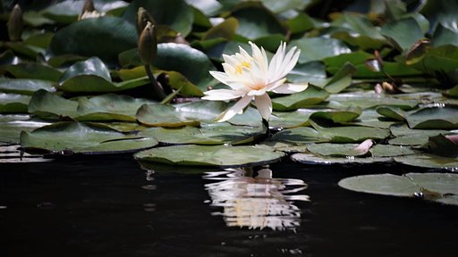 明治神宮にて