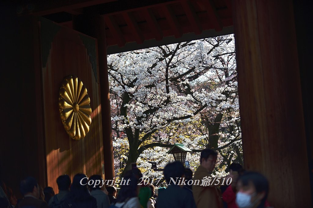 桜る靖国神社