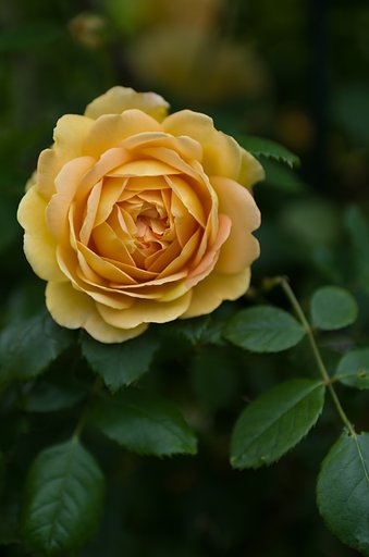 SIGMA 30mm F1.4 DC HSM