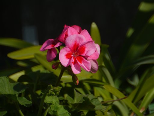 Kemko  Mirror Lens 500㎜F6.3DX