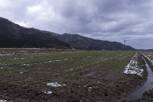 冬の向き畑！