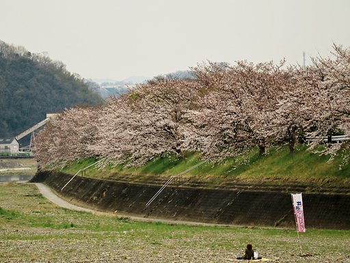 八分咲き