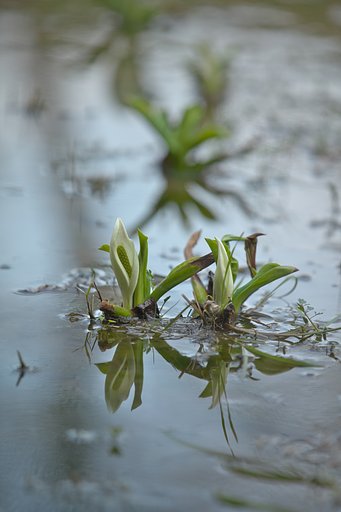 水芭蕉