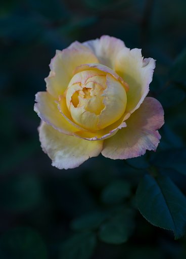 PENTAX-D FA MACRO 100mm F2.8