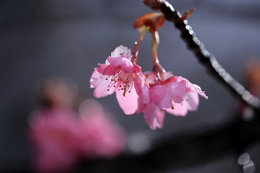春色探し